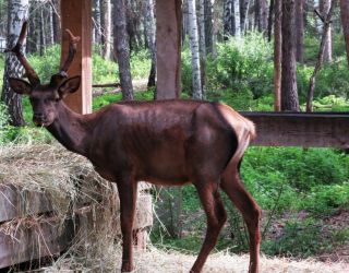 Санаторий "Обские плесы"