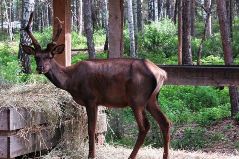 Санаторий "Обские плесы"
